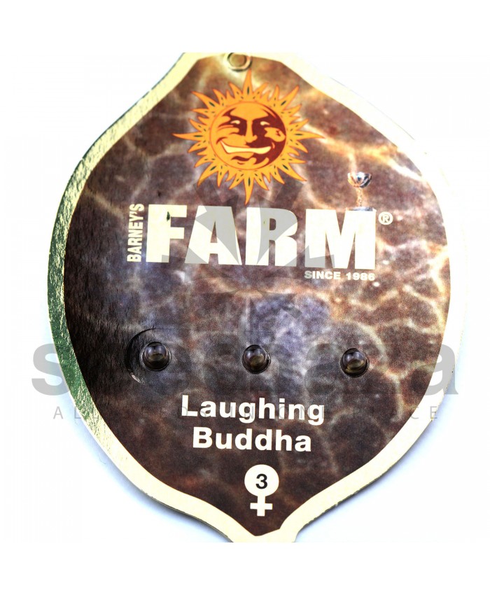 Laughing Buddha Feminised
